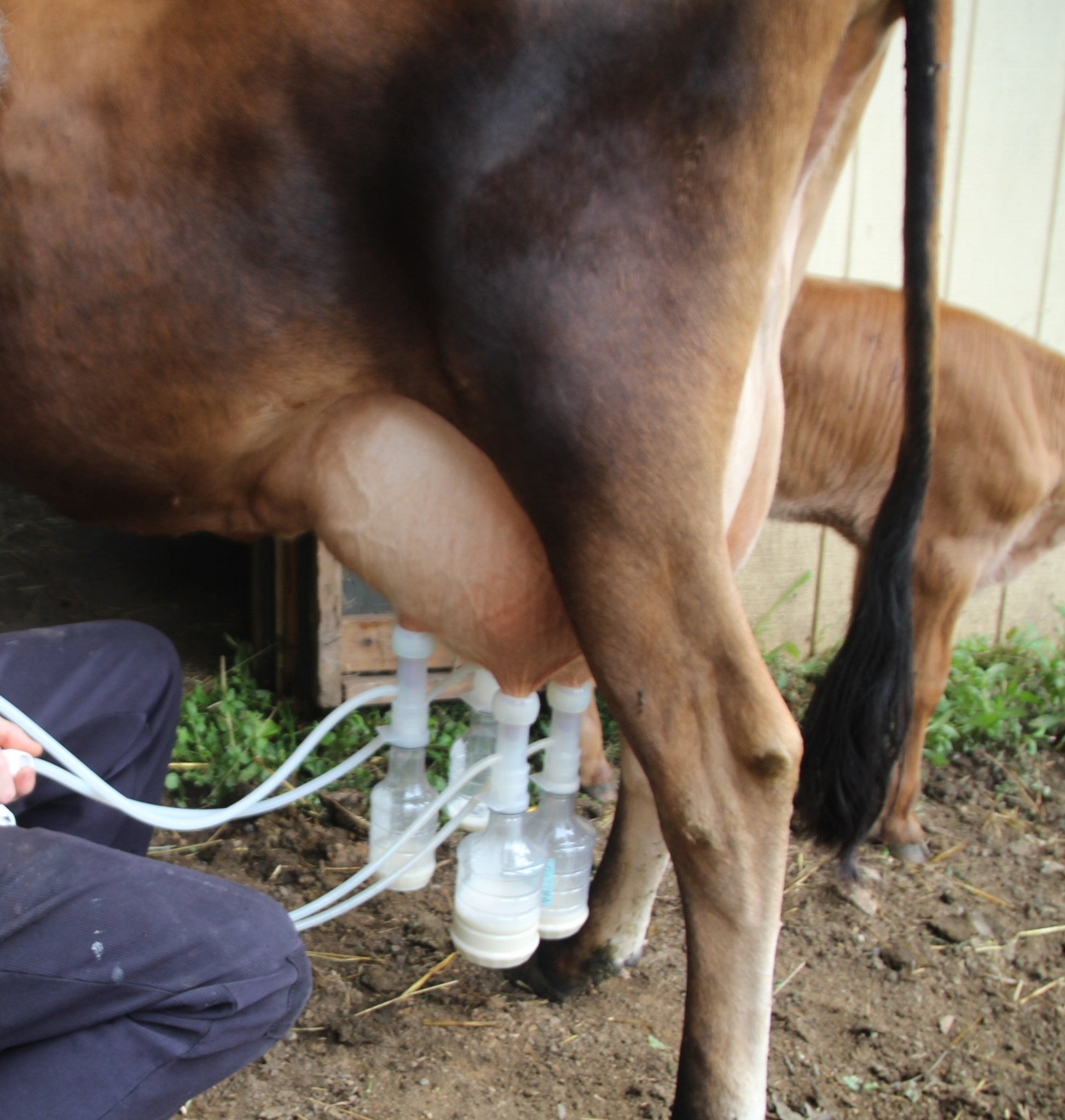 ULTIMATE EZ™ MILKERMilkersShenandoah Homestead Supply